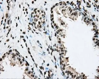 Anti-BMAL1 antibody [1C11] used in IHC (Paraffin sections) (IHC-P). GTX84852