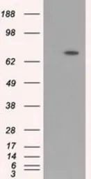 Anti-BMAL1 antibody [1C11] used in Western Blot (WB). GTX84852