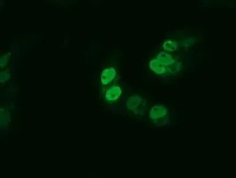 Anti-BMAL1 antibody [1D1] used in Immunocytochemistry/ Immunofluorescence (ICC/IF). GTX84853