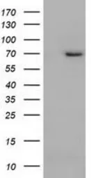 Anti-BMAL1 antibody [1D1] used in Western Blot (WB). GTX84853