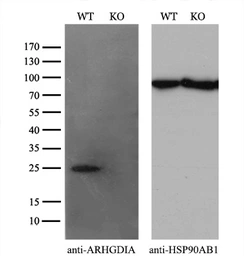 Anti-Rho GDI alpha antibody [1A7] used in Western Blot (WB). GTX84860