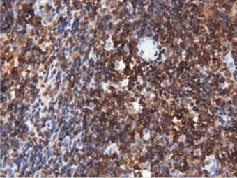 Anti-ARHGAP25 antibody [3G1] used in IHC (Paraffin sections) (IHC-P). GTX84863