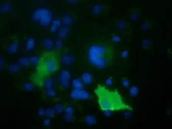 Anti-ARHGAP25 antibody [12G4] used in Immunocytochemistry/ Immunofluorescence (ICC/IF). GTX84867