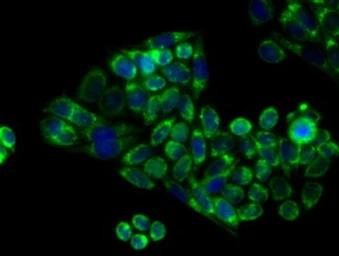 Anti-APP antibody [2B10] used in Immunocytochemistry/ Immunofluorescence (ICC/IF). GTX84877