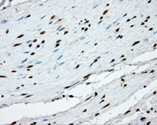 Anti-APP antibody [2B10] used in IHC (Paraffin sections) (IHC-P). GTX84877