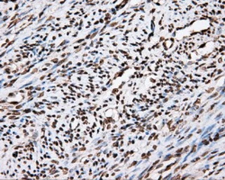 Anti-APP antibody [2B10] used in IHC (Paraffin sections) (IHC-P). GTX84877
