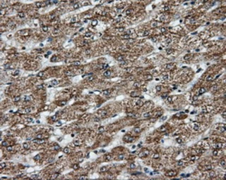 Anti-APP antibody [2B10] used in IHC (Paraffin sections) (IHC-P). GTX84877