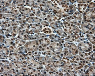 Anti-APP antibody [2B10] used in IHC (Paraffin sections) (IHC-P). GTX84877