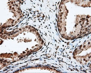 Anti-APP antibody [2B10] used in IHC (Paraffin sections) (IHC-P). GTX84877