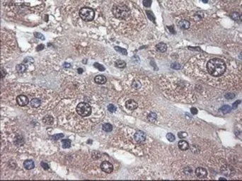 Anti-Apolipoprotein M antibody [3H3] used in IHC (Paraffin sections) (IHC-P). GTX84882