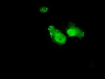 Anti-Annexin A1 antibody [3A8] used in Immunocytochemistry/ Immunofluorescence (ICC/IF). GTX84886