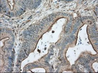 Anti-ALDH3A1 antibody [1B6] used in IHC (Paraffin sections) (IHC-P). GTX84889