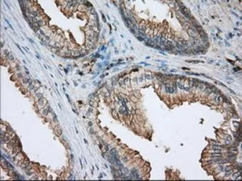 Anti-ALDH3A1 antibody [1B6] used in IHC (Paraffin sections) (IHC-P). GTX84889