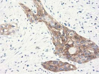 Anti-ALDH1L1 antibody [6A10] used in IHC (Paraffin sections) (IHC-P). GTX84891