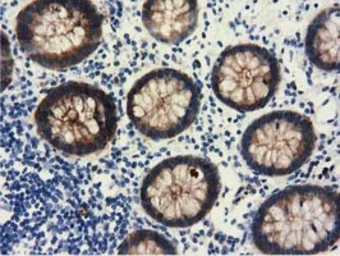 Anti-ALDH1L1 antibody [6A10] used in IHC (Paraffin sections) (IHC-P). GTX84891