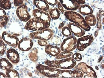 Anti-ALDH1L1 antibody [6A10] used in IHC (Paraffin sections) (IHC-P). GTX84891