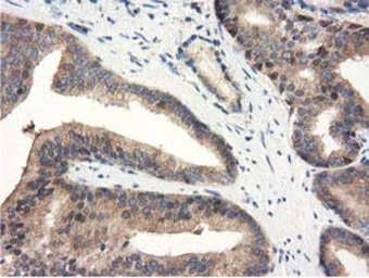 Anti-ALDH1L1 antibody [5G8] used in IHC (Paraffin sections) (IHC-P). GTX84892