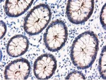 Anti-ALDH1L1 antibody [5G8] used in IHC (Paraffin sections) (IHC-P). GTX84892