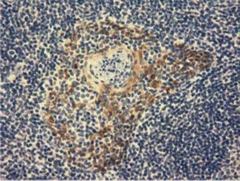 Anti-ALDH1L1 antibody [5G8] used in IHC (Paraffin sections) (IHC-P). GTX84892