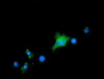 Anti-ALDH1L1 antibody [1H6] used in Immunocytochemistry/ Immunofluorescence (ICC/IF). GTX84897