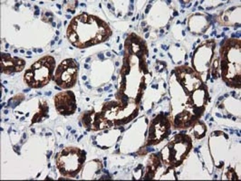 Anti-ALDH1L1 antibody [1H6] used in IHC (Paraffin sections) (IHC-P). GTX84897