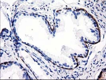 Anti-ALDH1L1 antibody [1H6] used in IHC (Paraffin sections) (IHC-P). GTX84897