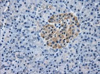 Anti-AKR1A1 antibody [4G2] used in IHC (Paraffin sections) (IHC-P). GTX84912