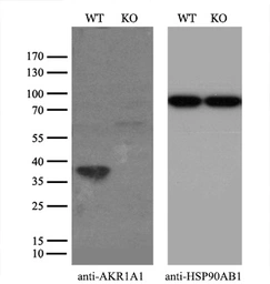Anti-AKR1A1 antibody [4G2] used in Western Blot (WB). GTX84912