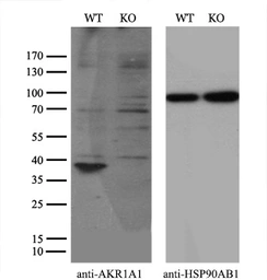 Anti-AKR1A1 antibody [8H2] used in Western Blot (WB). GTX84915