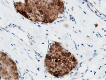 Anti-AK5 antibody [2F9] used in IHC (Paraffin sections) (IHC-P). GTX84921