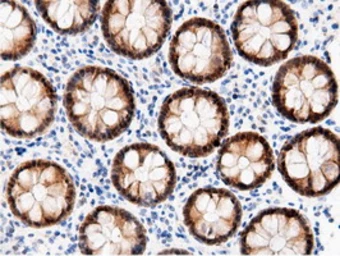 Anti-AK5 antibody [2F9] used in IHC (Paraffin sections) (IHC-P). GTX84921