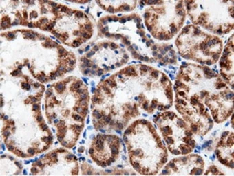 Anti-AK5 antibody [2F9] used in IHC (Paraffin sections) (IHC-P). GTX84921