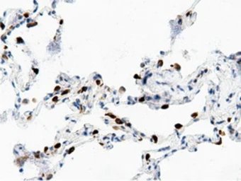 Anti-AK5 antibody [2F9] used in IHC (Paraffin sections) (IHC-P). GTX84921