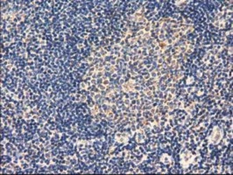 Anti-AK3 antibody [4C4] used in IHC (Paraffin sections) (IHC-P). GTX84933