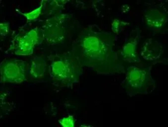 Anti-Adenylate kinase 1 antibody [8A1] used in Immunocytochemistry/ Immunofluorescence (ICC/IF). GTX84938