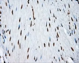 Anti-ATP citrate lyase antibody [3G8] used in IHC (Paraffin sections) (IHC-P). GTX84967