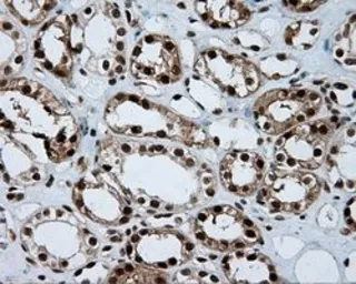Anti-ATP citrate lyase antibody [3G8] used in IHC (Paraffin sections) (IHC-P). GTX84967