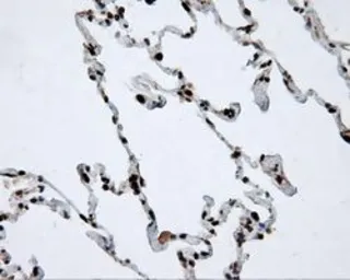 Anti-ATP citrate lyase antibody [3G8] used in IHC (Paraffin sections) (IHC-P). GTX84967