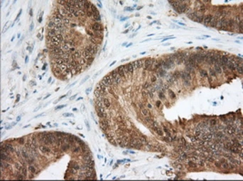 Anti-ACAT2 antibody [3C9] used in IHC (Paraffin sections) (IHC-P). GTX84971