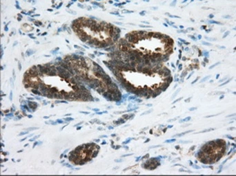 Anti-ACAT2 antibody [3C9] used in IHC (Paraffin sections) (IHC-P). GTX84971