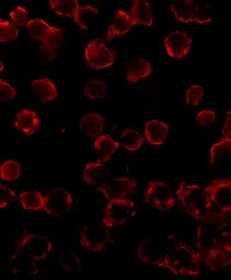 Anti-Bim antibody [1C2H4] used in Immunocytochemistry/ Immunofluorescence (ICC/IF). GTX84980