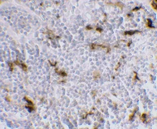 Anti-DC-SIGN antibody [5D7] used in IHC (Paraffin sections) (IHC-P). GTX84994