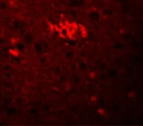 Anti-TRIM71 antibody used in IHC (Paraffin sections) (IHC-P). GTX85001