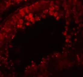 Anti-CRISP2 antibody used in IHC (Paraffin sections) (IHC-P). GTX85002