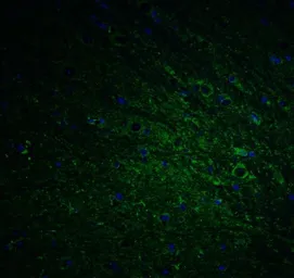 Anti-DCLK1 antibody used in IHC (Paraffin sections) (IHC-P). GTX85008