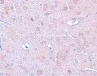 Anti-DCLK1 antibody used in IHC (Paraffin sections) (IHC-P). GTX85008
