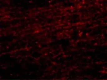 Anti-CLIP170 antibody used in IHC (Paraffin sections) (IHC-P). GTX85030