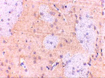 Anti-GPAM antibody used in IHC (Paraffin sections) (IHC-P). GTX85034