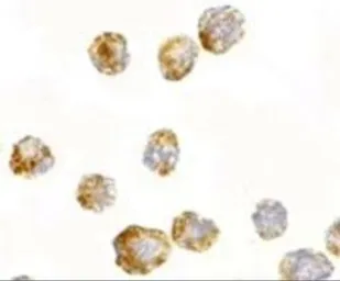 Anti-FGF4 antibody used in Immunocytochemistry/ Immunofluorescence (ICC/IF). GTX85040