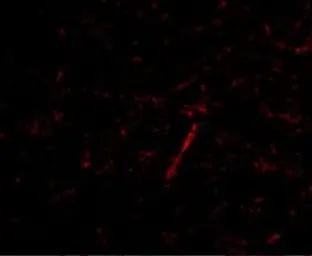 Anti-KA1 antibody used in IHC (Paraffin sections) (IHC-P). GTX85044